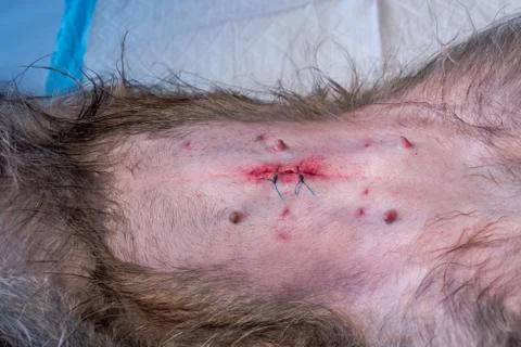 Wound afer surgery Stock Photos