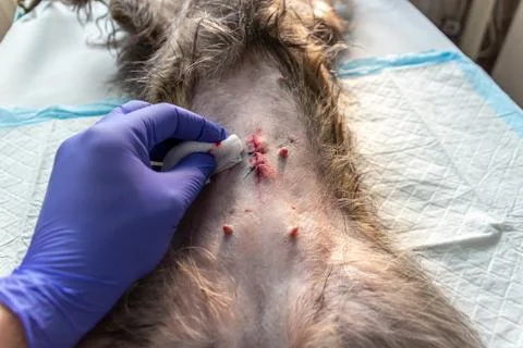 Wound care Stock Photos
