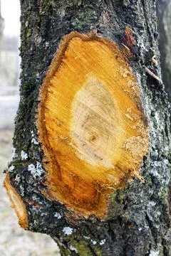 Wound of sawn branches on a tree trunk close-up Stock Photos