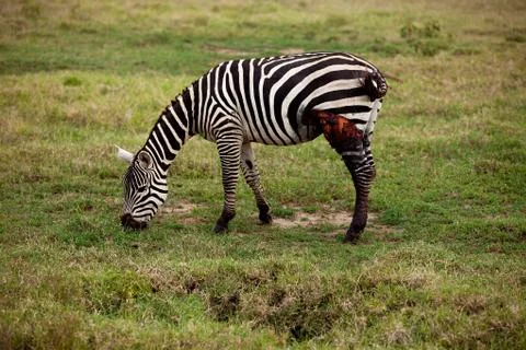 Wounded african zebra Stock Photos