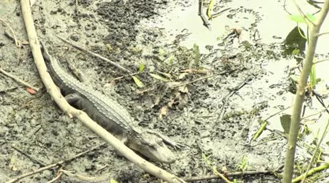 Wounded alligator 스톡 동영상 12409194