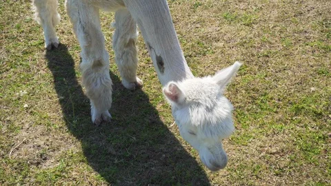 Wounded alpaca is eating grass. Video stock 91587330