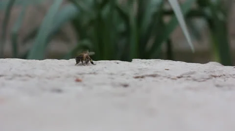 Wounded bee walking Stock Footage 22445388