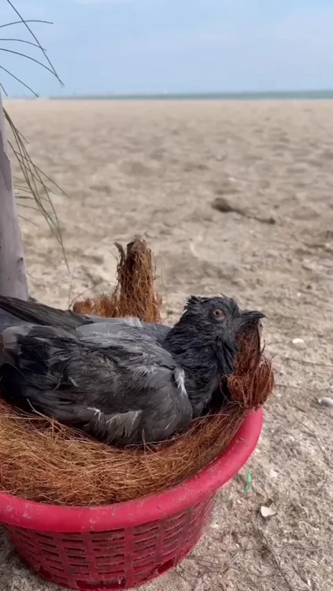 Wounded bird on the beach Stock Footage 321458315