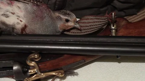 A wounded bird hunting 動画素材 65226169