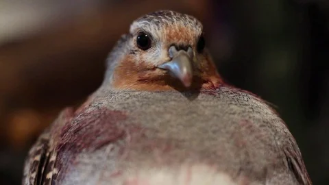 Wounded bird hunting Stock Footage 72334922