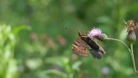 Wounded butterfly. Vídeo Stock 117050020
