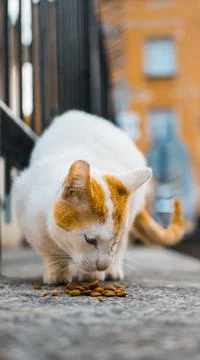 Wounded cat eats dry food European cat stray cat eating dry cat food outside Stock Photos