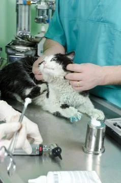 Wounded cat Stock Photos