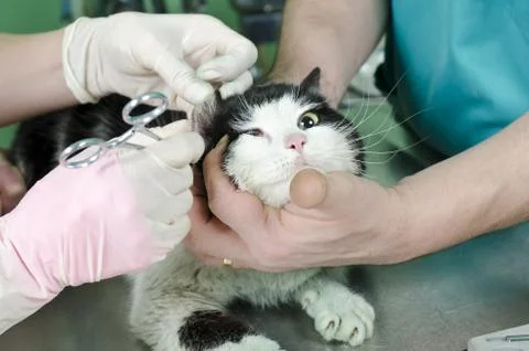 Wounded cat Stock Photos