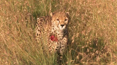 The wounded cheetah Stock Footage 22271022
