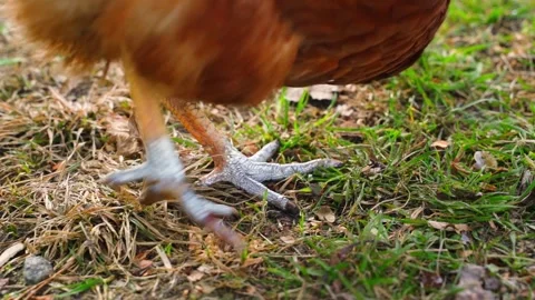 A wounded chicken leg treated with silver spray, close-up. Blood on a chicken Stock Footage 305689988