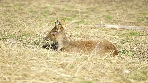 A wounded deer sitting all alone Stock Footage 329119128