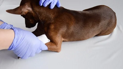 A wounded dog's paw. Stock Footage 124734850