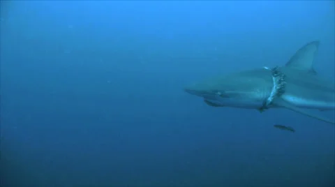 Wounded dusky shark with parasites Video stock 22536942