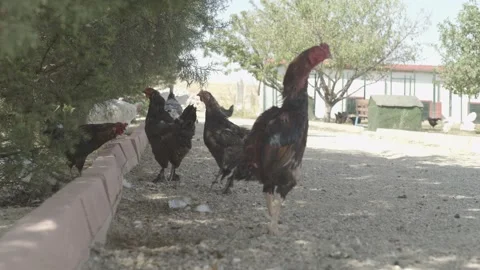 Wounded fighting rooster Stock Footage 166810660