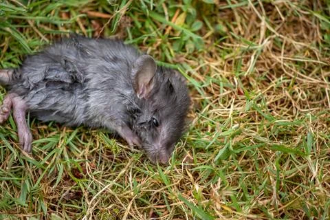 Wounded gray mouse on the left of frame Stock Photos