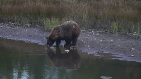 Wounded Grizzly Bear Drinking Water in Mountain Creek. Wild Animal in 스톡 동영상 162537922