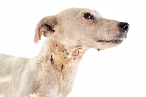 Wounded jack russel terrier Stock Photos