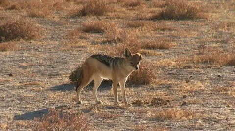 Wounded jackal Stock Footage 12134011