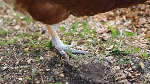 The wounded leg of a chicken was treated with a special agent. Blood from a Stock Footage 310168267