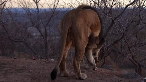Wounded lion tracks down scraps of prey and takes a bite Stock Footage 265536612