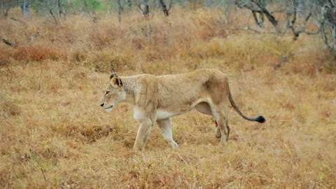 Wounded Lion Walking On Grass Stock-Footage 236957806