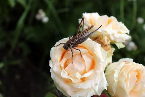Wounded locust missing one leg on a rose flower Stock Photos