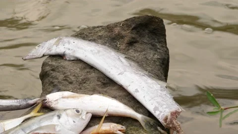 A wounded long eel fish and other breeds of fish laying lifeless 스톡 동영상 225688248