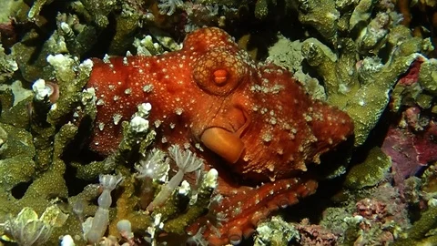 A wounded octopus Stock Footage 119817096