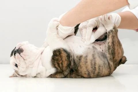 Wounded puppy Stock Photos