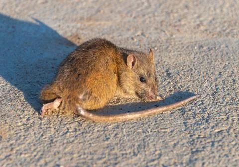 Wounded rat on the road. Dead mouse on concrete road Stock Photos