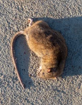 Wounded rat on the road. Dead mouse on concrete road Stock Photos