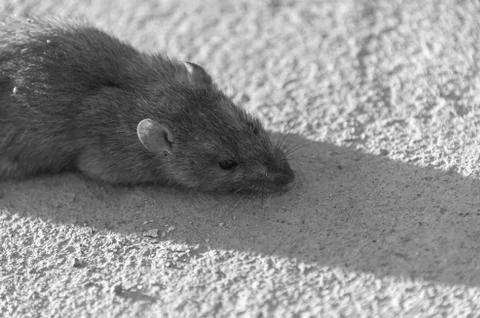 Wounded rat on the road. Dead mouse on concrete road Stock Photos