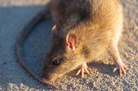 Wounded rat on the road. Dead mouse on concrete road Stock Photos