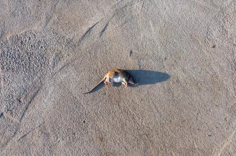 Wounded rat on the road. Dead mouse on concrete road Stock Photos