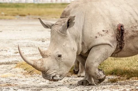 Wounded Rhino Stock Photos