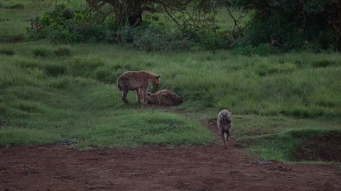 Wounded spotted hyenas limping through a national park Stock Footage 276597462