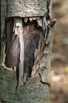 Wounded Tree Bark Stock Photos