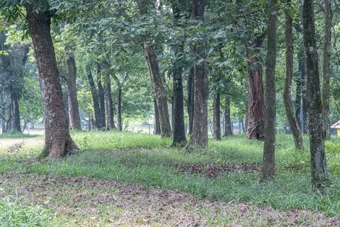 Wounded tree trunk among green forest stems Stockfoto's
