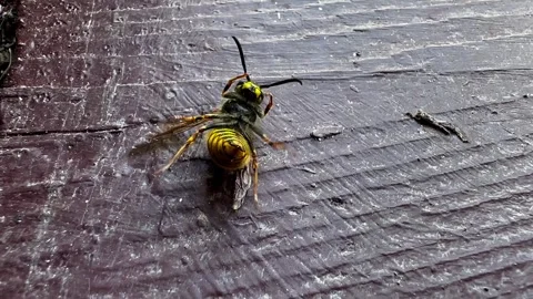 The wounded wasp lies on its back and turns over Stock Footage 282724655