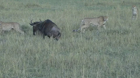 A wounded wildebeest attacks three cheetah Video stock 57705866