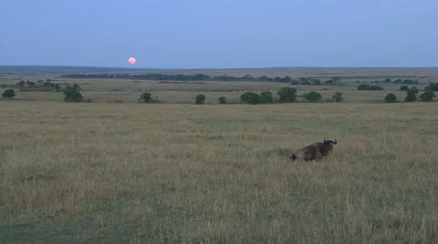 A wounded wildebeest tries to move Video stock 57709121