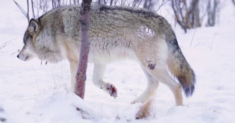 Wounded wolf limping in the snow Stock Footage 72320955