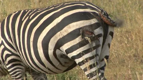 WOUNDED ZEBRA Video stock 19716027