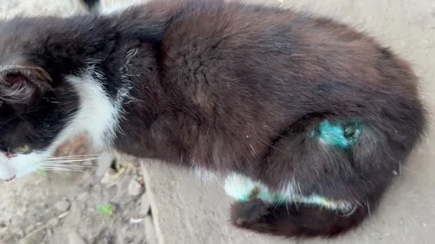 Wounds on animals Stock Footage 245628041