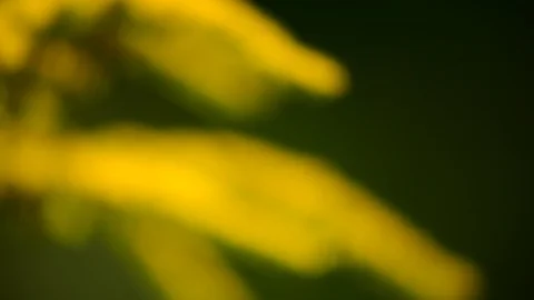 Woundwort, solidago Stock Footage 126986778