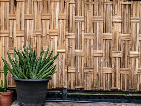 Woven Bamboo Wall Panel with Potted Snake Plant and Cactus in Garden Foto stock