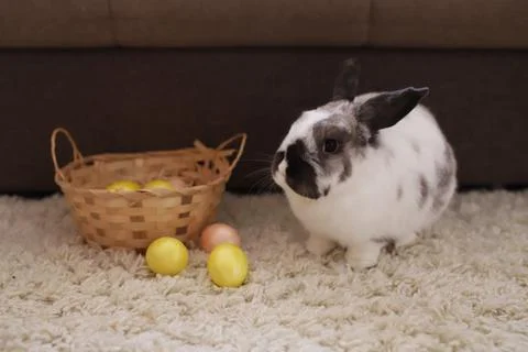 A woven basket of Easter eggs stands on the floor, next to a white rabbit. Stock Photos
