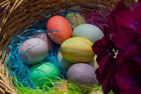 A woven easter basket with colored eggs and plastic grass with hydrangea bloom Stock Photos